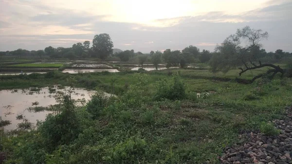 Зеленые Деревья Сельской Местности Ландшафте — стоковое фото