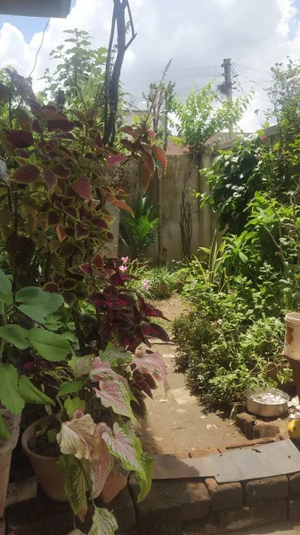 Indian home backyard garden with flowering and showcase plants