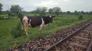 Çiftlik arazisinde duran Hintli inek