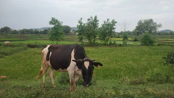 季风中奶牛在农村地区吃绿草 — 图库照片
