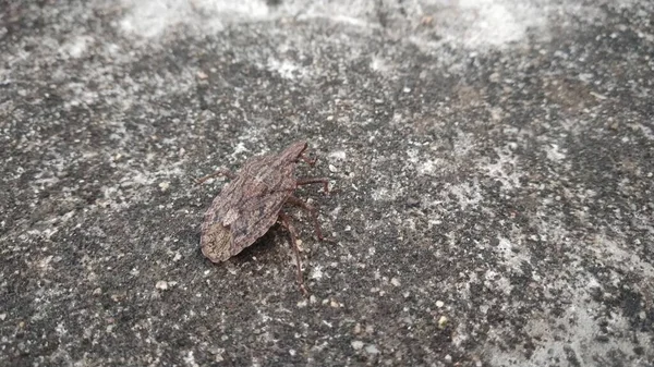 Pequeño Insecto Con Madera Color Marrón — Foto de Stock