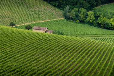 Lombardy 'deki Oltrepo Pavese tepelerinde tipik üzüm bağları.