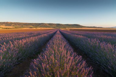 Basilicata 'da güneşli bir günde güzel bir lavanta tarlası.