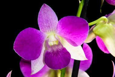 BÜYÜK DENPHAL ORCHID 'İN BÜYÜK BÖLGESİ Fotografla aydınlatılmış PETAS YAPIYOR