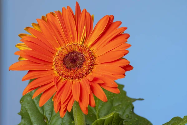 Oranžová Gerbera Květina Modrém Pozadí — Stock fotografie