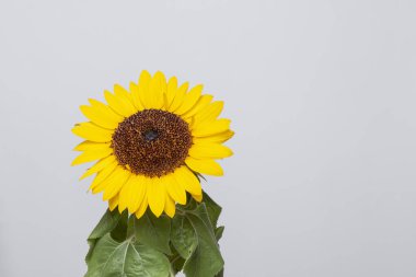 Güzel Brezilya ilkbahar ayçiçeği