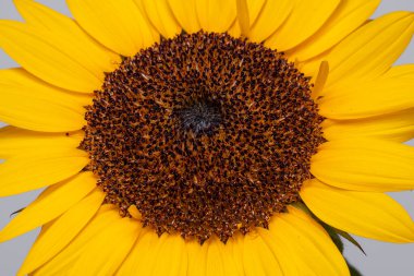 Güzel Brezilya ilkbahar ayçiçeği