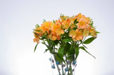 YELLOW ASTROMELYA ÇİÇEĞİ