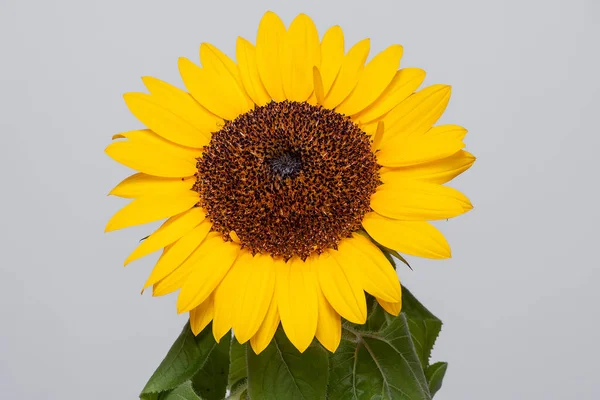 Hermosa Flor Primavera Brasileña Girasol — Foto de Stock