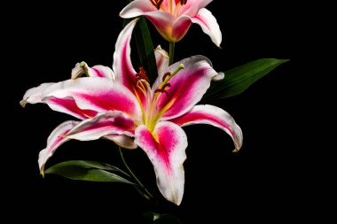 Beyaz ve pembe zambak çiçeği siyah arkaplanda fotoğraflandı