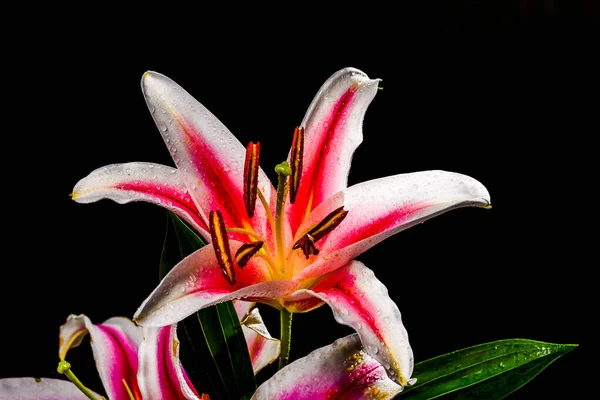 Flor Lírio Branco Rosa Fotografada Sobre Fundo Preto — Fotografia de Stock