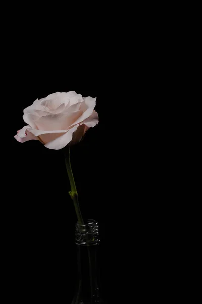 Różowy Kwiat Kroplami Wody — Zdjęcie stockowe