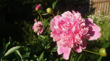 Bahçedeki şakayık, bahçedeki şakayık, bahçedeki çiçek, pembe çiçekler, çiçekler ve tomurcuklar, şakayık çiçekleri, güneşteki şakayık, çiçek tarhı