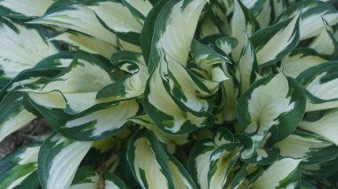 Gölgeler, Gölgeler Bahçesi, Sarı-Yeşil Yapraklar, Ev Sahibi Bitkisi, Sarı-Yeşil Bitkiler Yaprakların arasına, Üst Manzara, Gölgeler