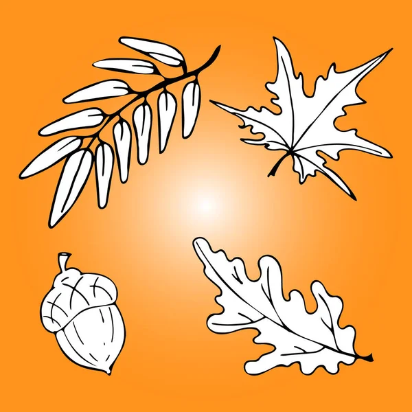 Vector otoño dibujado a mano conjunto de hojas de roble, fresno de montaña, arce, bellota. Ilustraciones de estilo Sketch — Archivo Imágenes Vectoriales