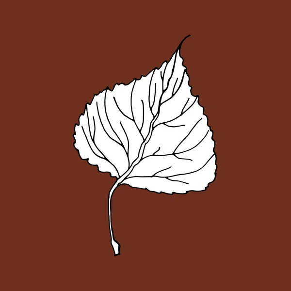 Icono editable de hoja de Aspen, ilustración dibujada a mano del estilo del boceto. Listo para colorear páginas. Vector — Vector de stock