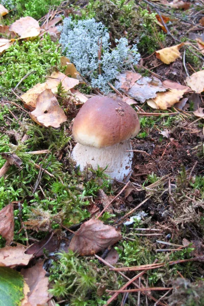 Boletus Skogen Omgiven Mossa Och Blad — Stockfoto