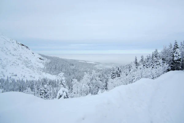 Uitzicht Besneeuwde Bergen Bomen — Stockfoto