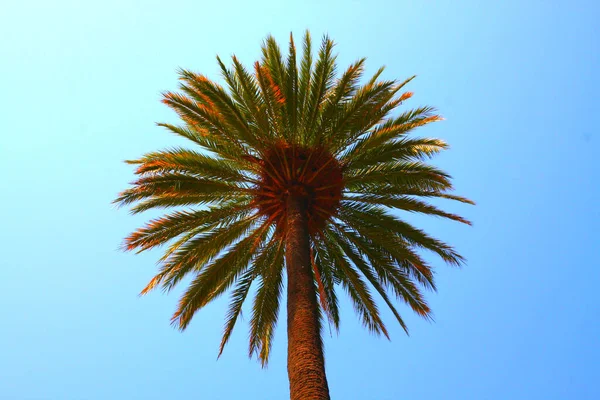 Zielona Żółta Tropikalna Palma Przeciw Jasnym Błękitnym Niebem — Zdjęcie stockowe