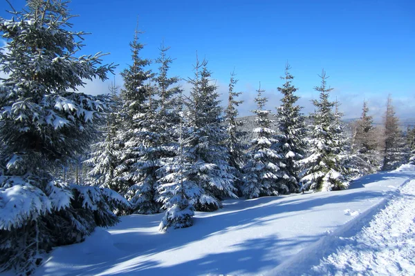 Bergnaaldbomen Winter Bomen Bedekt Met Sneeuw Winterlandschap Bergen — Stockfoto