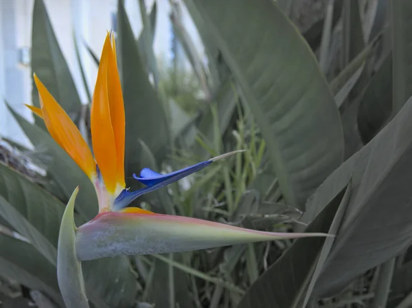 Flor Pájaro Del Paraíso Strelitzia Reginae Aislada Fondo Verde Málaga —  Fotos de Stock