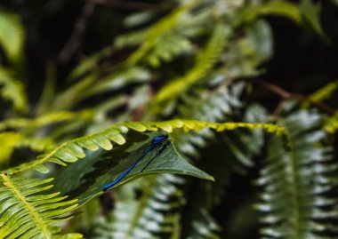 Mavi yusufçuk dünyada yürüyor
