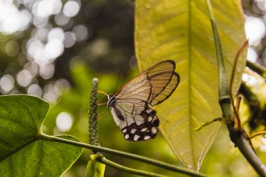 Bitkinin içinde güzel bir kelebek