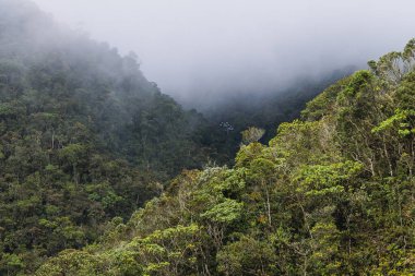 Ormandaki sisli dağ