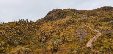 Paramo 'daki dağ ormanı
