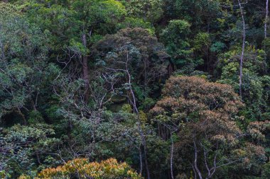 Dağdaki ağaç ormanı