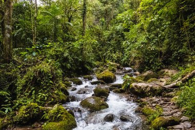 Ormandaki dağ nehri