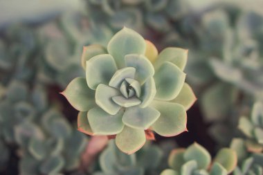 Güzel sulu bir bahçe.