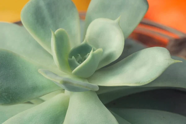 Detalhe Planta Suculenta Vaso — Fotografia de Stock