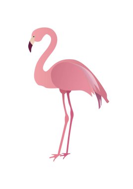Beyaz arka planda izole edilmiş düz pembe flamingo. Vektör illustra