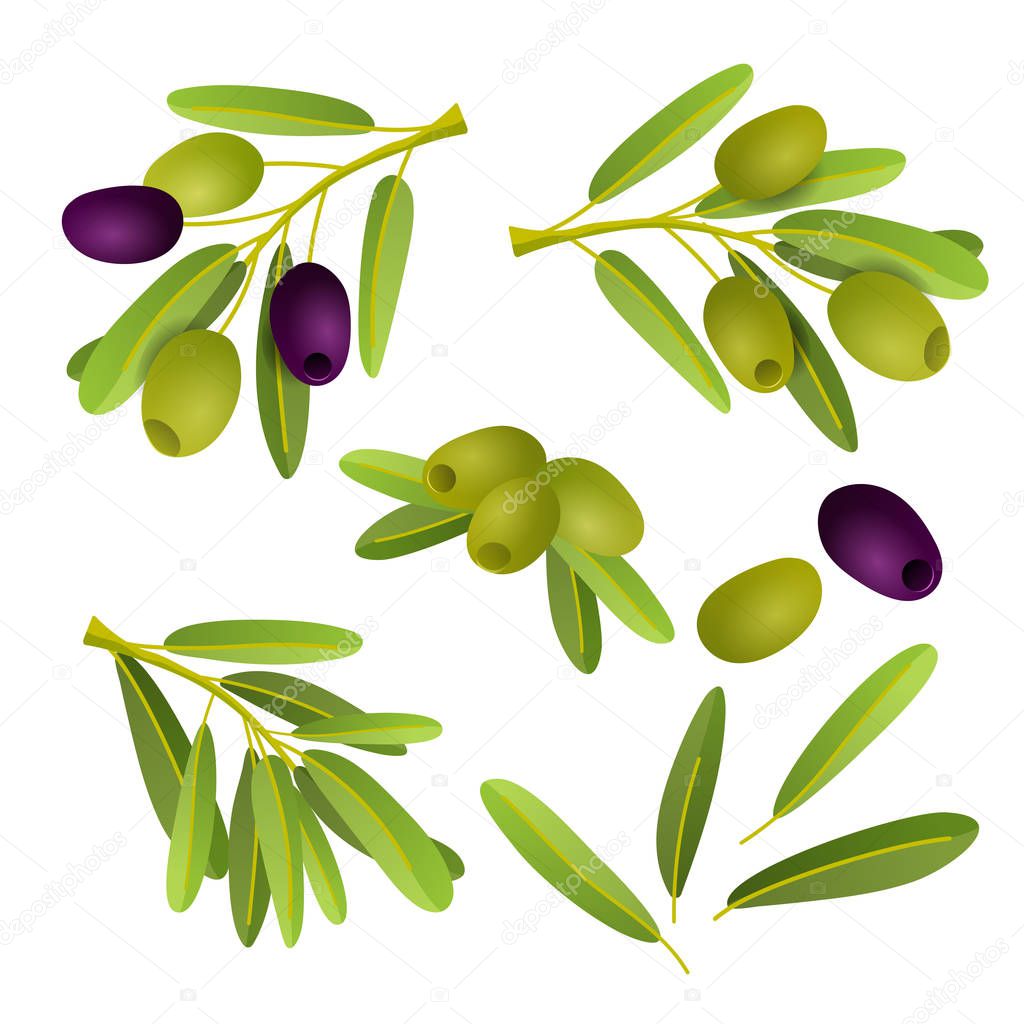 Flat illustration of black and green olives branch isolated on white background. Set for natural cosmetics, olive oil, health care products. Vector illustration