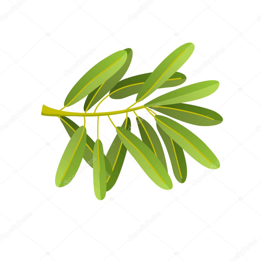 Flat illustration of olives branch isolated on white background. For natural cosmetics, olive oil, health care products. Vector illustration