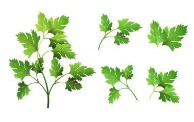 Gerçekçi taze maydanoz yaprağı bitki. Reklam afişi veya afiş için yalıtılmış düz vektör öğesi. Beyaz arka planda vektör çizimi