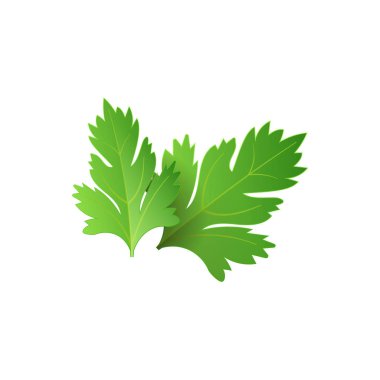 Gerçekçi taze maydanoz yaprağı bitki. Reklam afişi veya afiş için yalıtılmış düz vektör öğesi. Beyaz arka planda vektör çizimi