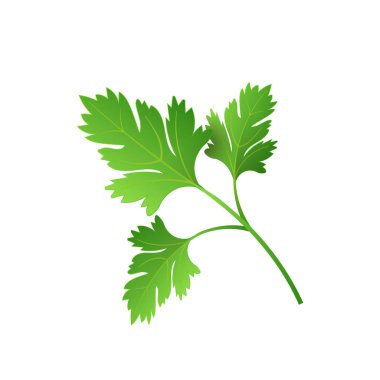 Gerçekçi taze maydanoz yaprağı bitki. Reklam afişi veya afiş için yalıtılmış düz vektör öğesi. Beyaz arka planda vektör çizimi