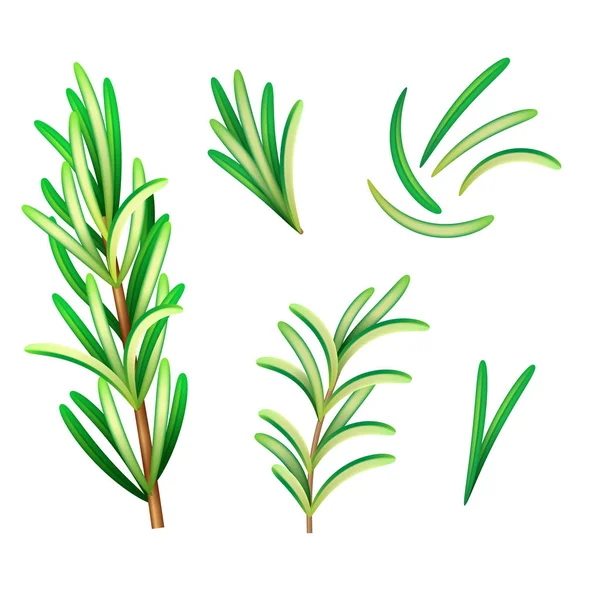 Realistická čerstvá rozmarská rostlina. Izolovaná vektorová položka pro reklamní štítek nebo nápis. Vektorová ilustrace na bílém pozadí — Stockový vektor