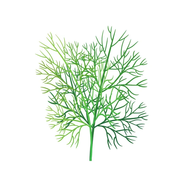 Настоящая свежая трава из листьев укропа. Изолированный плоский векторный элемент для рекламного плаката или баннера. Векторная иллюстрация на белом фоне — стоковый вектор