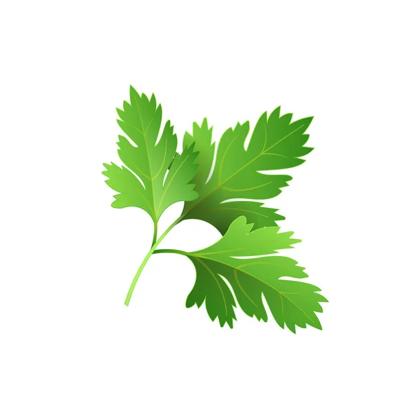 リアルな新鮮なパセリの葉のハーブ。広告プラカードまたはバナー用の分離されたフラットベクトル要素。白い背景のベクトルイラストレーション — ストックベクタ