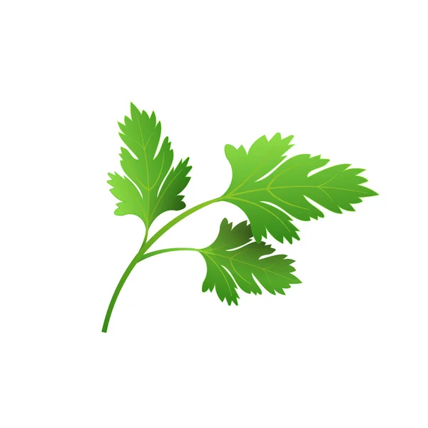 Ρεαλιστικός φρέσκος βότανο από τα φύλλα του μαϊντανό. Απομονωμένο επίπεδο διανυσματικών στοιχείων για διαφημιστικά στοιχεία ή πανό. Απεικόνιση διανύσματος σε λευκό φόντο — Διανυσματικό Αρχείο