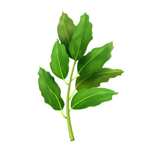 Gerçekçi taze defne yaprağı bitki. Reklam afişi veya afiş için yalıtılmış düz vektör öğesi. Beyaz arka planda vektör çizimi — Stok Vektör