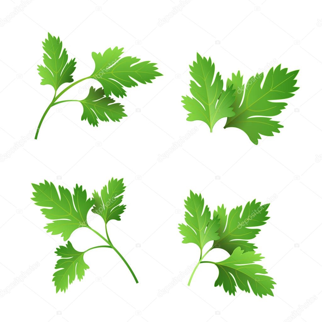 Realistic fresh parsley leaf herb. Isolated flat vector element for advertising placard or banner. Vector illustration on white background