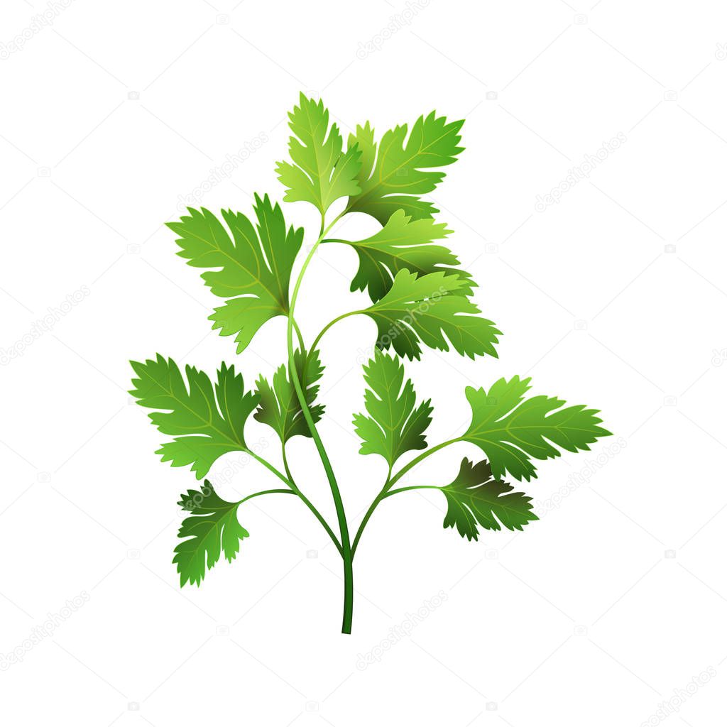 Realistic fresh parsley leaf herb. Isolated flat vector element for advertising placard or banner. Vector illustration on white background