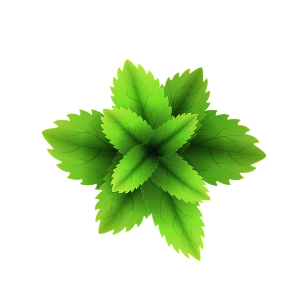 Свежий мятный лист. 3D реалистичные векторные листья мяты. Здоровый аромат. Мятные зеленые листочки. Изолированный на белом фоне. Векторная иллюстрация — стоковый вектор