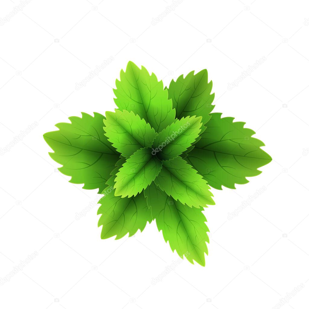 Fresh mint leaf. 3D realistic vector set mint leaves. Healthy aroma. Spearmint green leafs. Isolated on white background. Vector illustration