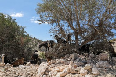 Keçiler Argan ağaçlarının meyvelerini yerler. Agadir Fas.