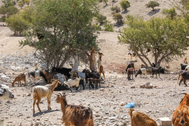 Keçiler Argan ağaçlarının meyvelerini yerler. Agadir Fas.